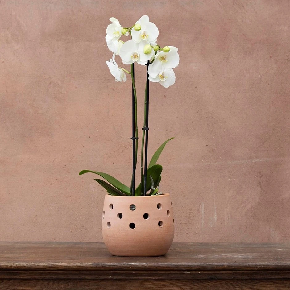 Phalaenopsis Grandiflorum 'White' 3 Phalaenopsis Grandiflorum 'White'