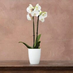 Phalaenopsis Grandiflorum 'White' 6 Phalaenopsis Grandiflorum 'White' -Herbalife Shop pl2000032092 card2 lg