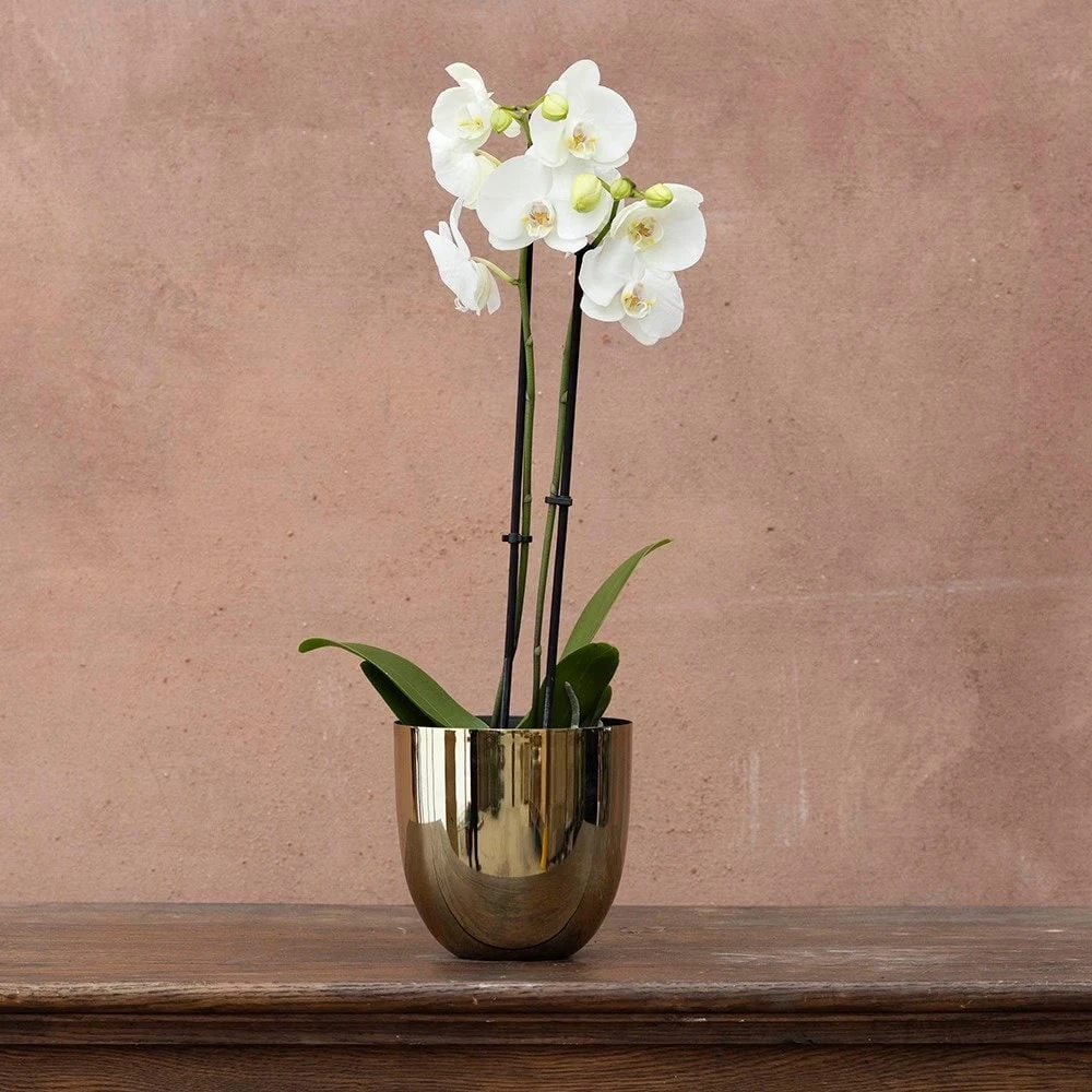 Phalaenopsis Grandiflorum 'White' 5 Phalaenopsis Grandiflorum 'White' - Image 3