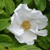 Rosa Rugosa 'Alba' -Herbalife Shop pl2000032867