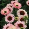 Echinacea SunSeekers Salmon ('IFECSSSAL') (PBR) (SunSeekers Series) -Herbalife Shop pl2000033448