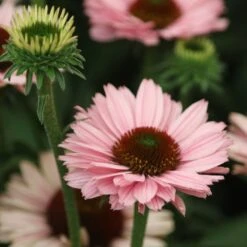 Echinacea SunSeekers Salmon ('IFECSSSAL') (PBR) (SunSeekers Series) -Herbalife Shop pl2000033448 card4 lg