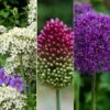 Stunning Allium Collection -Herbalife Shop pl2000033489