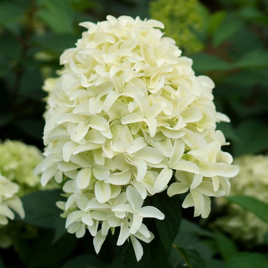 Hydrangea Paniculata Skyfall ('Frenne') (PBR) 3 Hydrangea Paniculata Skyfall ('Frenne') (PBR)