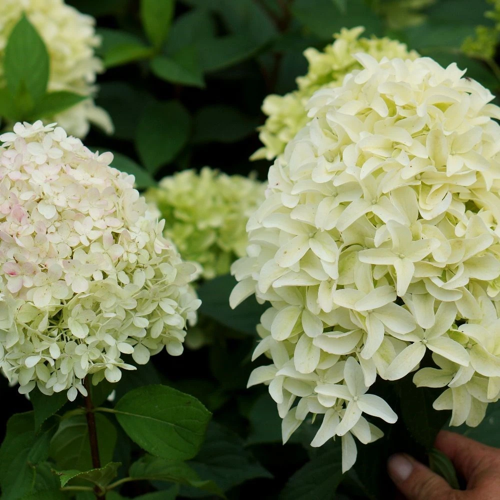 Hydrangea Paniculata Skyfall ('Frenne') (PBR) 4 Hydrangea Paniculata Skyfall ('Frenne') (PBR) - Image 2