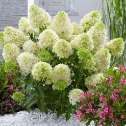 Hydrangea Paniculata Skyfall ('Frenne') (PBR) 7 Hydrangea Paniculata Skyfall ('Frenne') (PBR) -Herbalife Shop pl2000033503 card3 lg