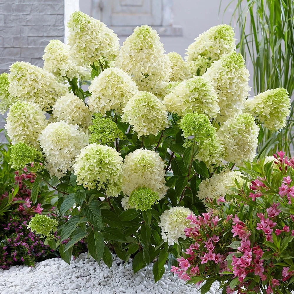 Hydrangea Paniculata Skyfall ('Frenne') (PBR) 5 Hydrangea Paniculata Skyfall ('Frenne') (PBR) - Image 3