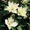 Clematis 'Star' (PBR) 2 Clematis 'Star' (PBR) -Herbalife Shop pl2000033504