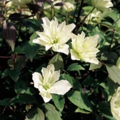Clematis 'Star' (PBR) -Herbalife Shop pl2000033504 card2 lg