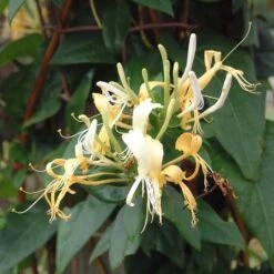 Lonicera Similis Var. Delavayi