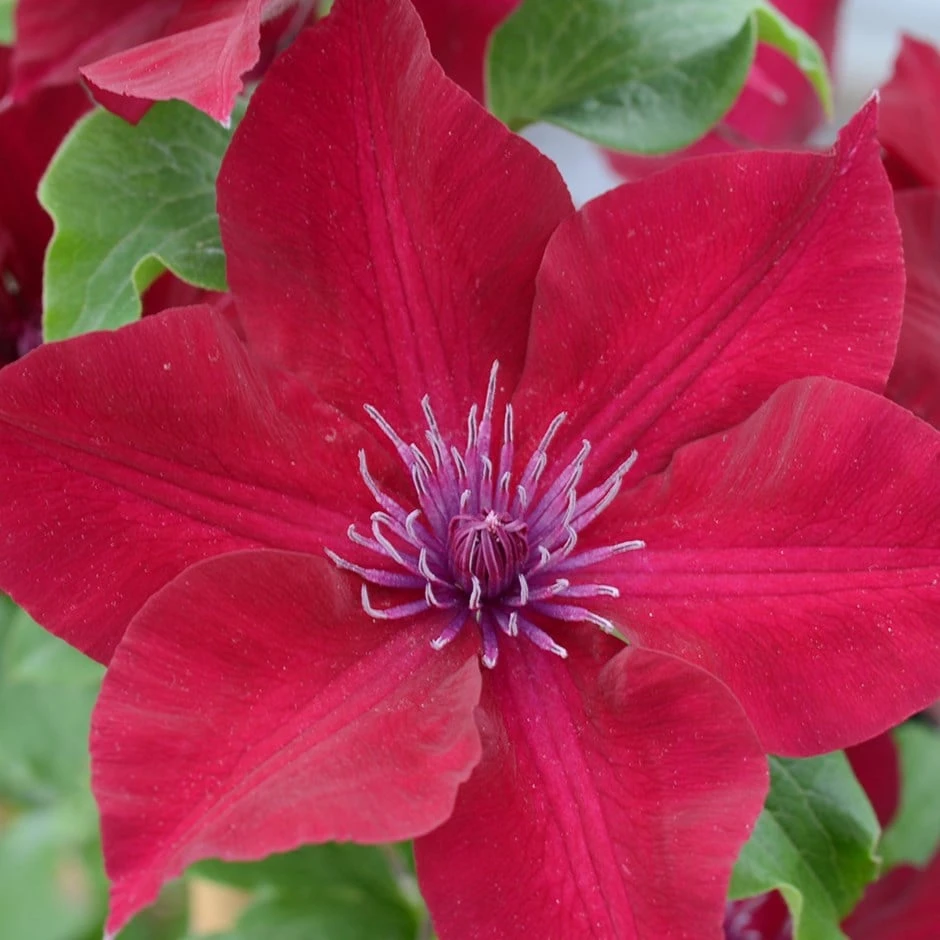 Clematis Nubia ('Evipo079') (PBR) 3 Clematis Nubia ('Evipo079') (PBR)