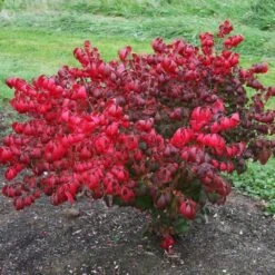 Euonymus Alatus 'Compactus' -Herbalife Shop pl2000033519 card2 lg