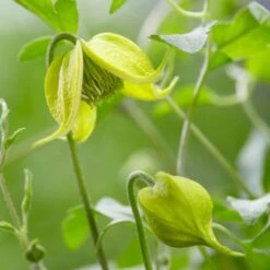 Clematis Little Lemons ('Zo14100') (PBR) -Herbalife Shop pl2000033527 card4 lg