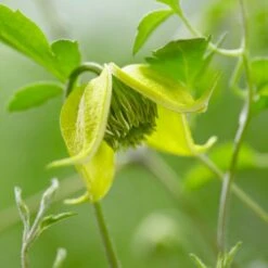 Clematis Little Lemons ('Zo14100') (PBR) -Herbalife Shop pl2000033527 card8 lg