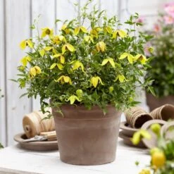 Clematis Little Lemons ('Zo14100') (PBR) -Herbalife Shop pl2000033527 card9 lg
