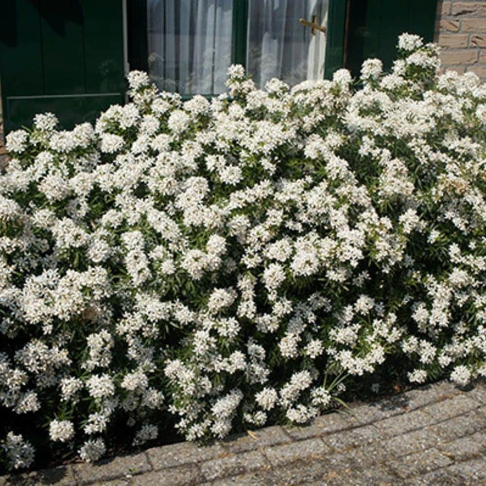 Choisya × Dewitteana White Dazzler ('Londaz') (PBR) 5 Choisya × Dewitteana White Dazzler ('Londaz') (PBR) - Image 3