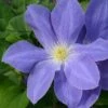 Clematis Diana's Delight ('Evipo026') (PBR) (Boulevard Series) -Herbalife Shop pl2000033540
