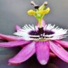 Passiflora Caerulea 'Rubra' -Herbalife Shop pl2000033558