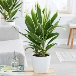 Cordyline Fruticosa 'Conga' -Herbalife Shop pl2000033582 card3 lg