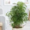 Polyscias Fruticosa 'Ming' 1 Polyscias Fruticosa 'Ming' -Herbalife Shop pl2000033598