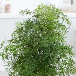 Polyscias Fruticosa 'Ming' 6 Polyscias Fruticosa 'Ming' -Herbalife Shop pl2000033598 card2 lg