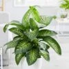 Dieffenbachia 'Tropic Snow' 1 Dieffenbachia 'Tropic Snow' -Herbalife Shop pl2000033600