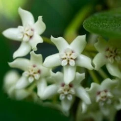 Hoya Australis 8 Hoya Australis -Herbalife Shop pl2000033605 card3 lg