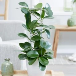 Hoya Australis 9 Hoya Australis -Herbalife Shop pl2000033605 card4 lg