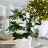 Stephanotis Floribunda 2 Stephanotis Floribunda -Herbalife Shop pl2000034245
