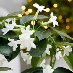 Stephanotis Floribunda -Herbalife Shop pl2000034245 card2 lg