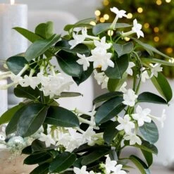 Stephanotis Floribunda -Herbalife Shop pl2000034245 card3 lg