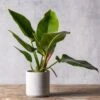 Philodendron 'Imperial Green' -Herbalife Shop pl2000034365