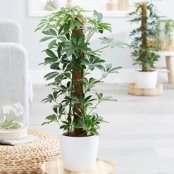 Schefflera Arboricola 'Nora'