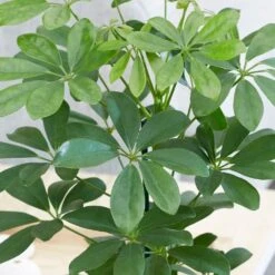 Schefflera Arboricola 'Nora' -Herbalife Shop pl2000034367 card3 lg