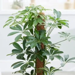 Schefflera Arboricola 'Nora' -Herbalife Shop pl2000034367 card5 lg
