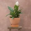 Spathiphyllum Bingo Cupido ('Spapril') (PBR) -Herbalife Shop pl2000034375