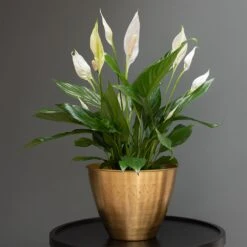 Spathiphyllum Bingo Cupido ('Spapril') (PBR) -Herbalife Shop pl2000034375 card2 lg