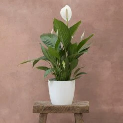 Spathiphyllum Bingo Cupido ('Spapril') (PBR) -Herbalife Shop pl2000034375 card3 lg