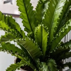 Asplenium Antiquum 'Osaka' -Herbalife Shop pl2000034387 card2 lg