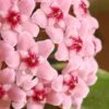 Hoya Carnosa 'Krimson Queen' -Herbalife Shop pl2000034389