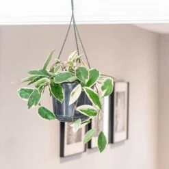 Hoya Carnosa 'Krimson Queen' -Herbalife Shop pl2000034389 card3 lg