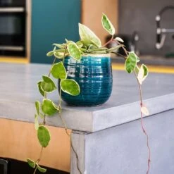 Hoya Carnosa 'Krimson Queen' -Herbalife Shop pl2000034389 card4 lg