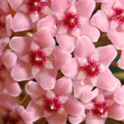 Hoya Carnosa 'Krimson Queen' -Herbalife Shop pl2000034389 card5 lg