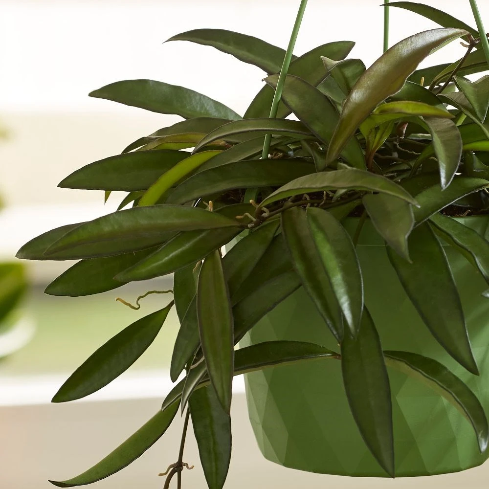 Hoya Wayetii 4 Hoya Wayetii - Image 2