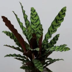 Goeppertia Lancifolia 9 Goeppertia Lancifolia -Herbalife Shop pl2000034393 card3 lg