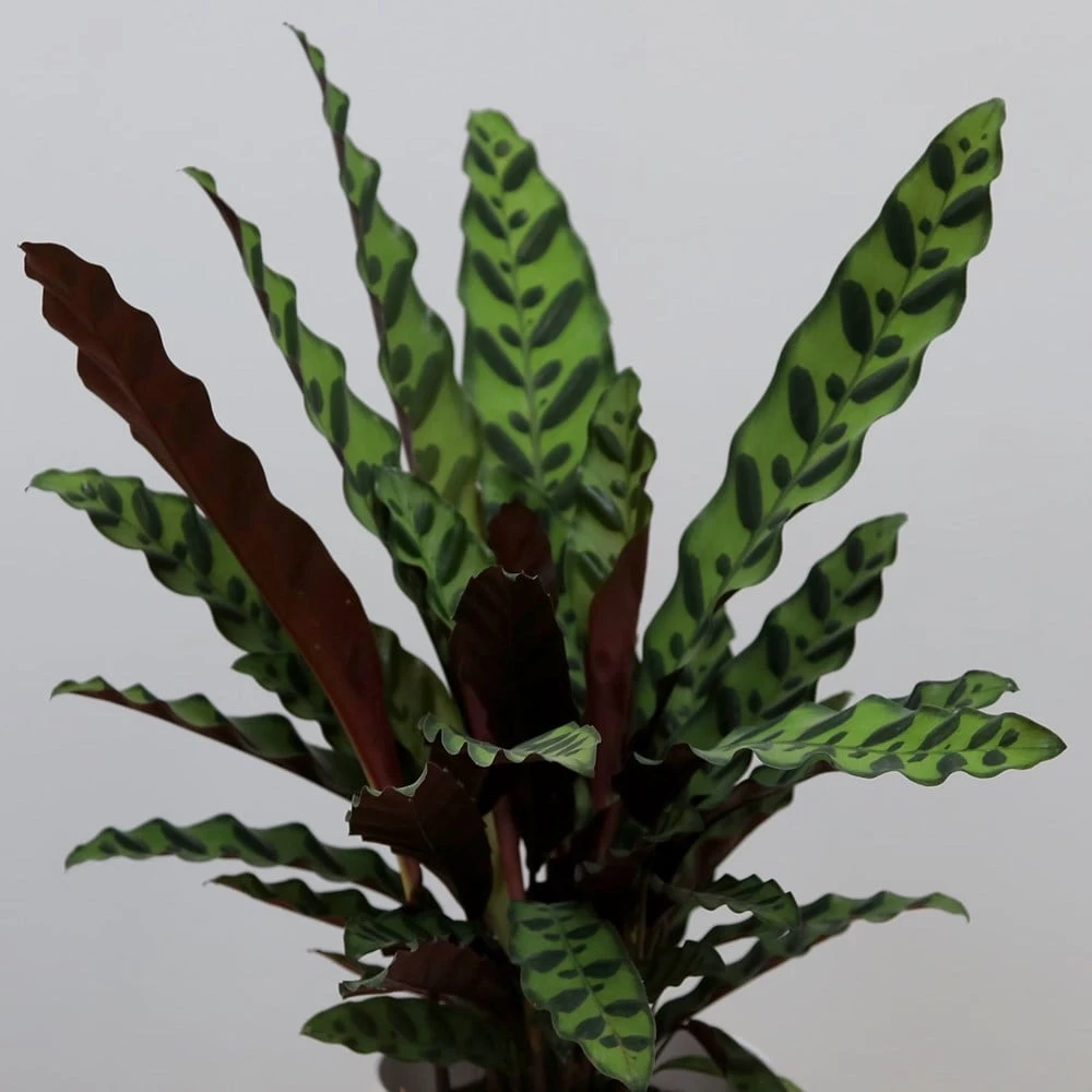 Goeppertia Lancifolia 5 Goeppertia Lancifolia - Image 3