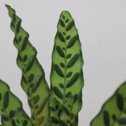 Goeppertia Lancifolia 10 Goeppertia Lancifolia -Herbalife Shop pl2000034393 card4 lg