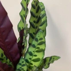 Goeppertia Lancifolia 11 Goeppertia Lancifolia -Herbalife Shop pl2000034393 card5 lg