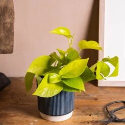Epipremnum Pinnatum 'Golden Pothos' -Herbalife Shop pl2000034398 card3 lg