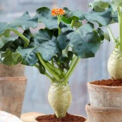 Jatropha Podagrica -Herbalife Shop pl2000034415 card2 lg